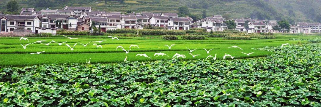 🌸香港/澳门资料大全🌸丨名单来了！上海旅游节62家景区（点）限时门票半价