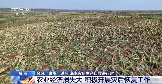 2024澳门精准正版资料丨法治IP“彭小法”上新！彭浦新村街道推出法治生活新范式